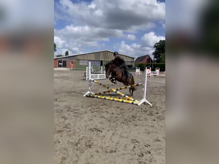 Islandpferd Wallach 5 Jahre 135 cm Dunkelfuchs in Tangstedt