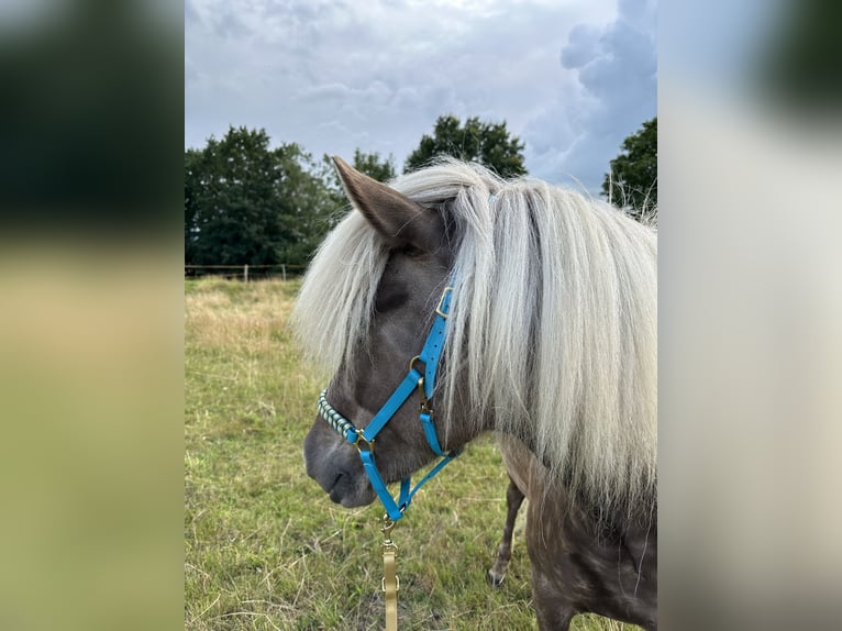 Islandpferd Wallach 5 Jahre 135 cm in Itzehoe
