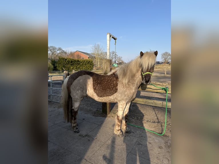 Islandpferd Wallach 5 Jahre 135 cm in Itzehoe