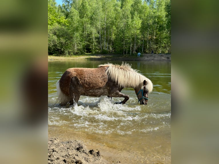 Islandpferd Wallach 5 Jahre 135 cm in Itzehoe