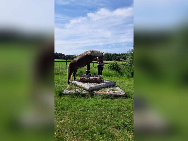 Islandpferd Wallach 5 Jahre 135 cm in Bobingen