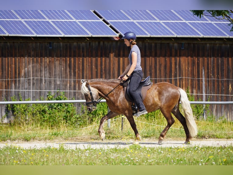 Islandpferd Wallach 5 Jahre 135 cm in Bobingen