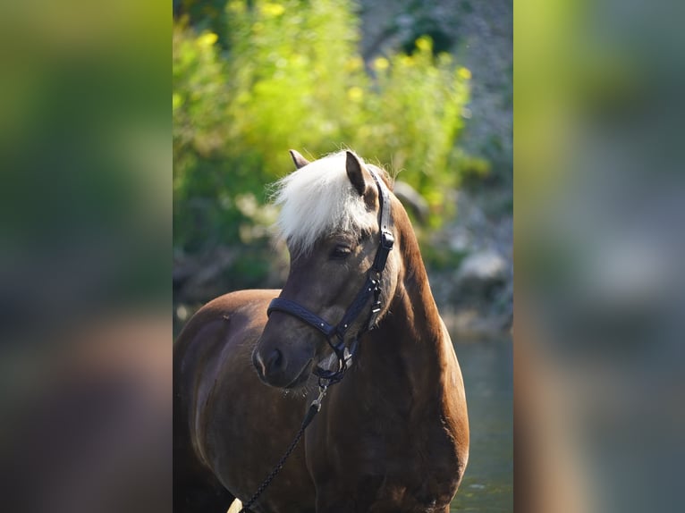Islandpferd Wallach 5 Jahre 135 cm in Bobingen