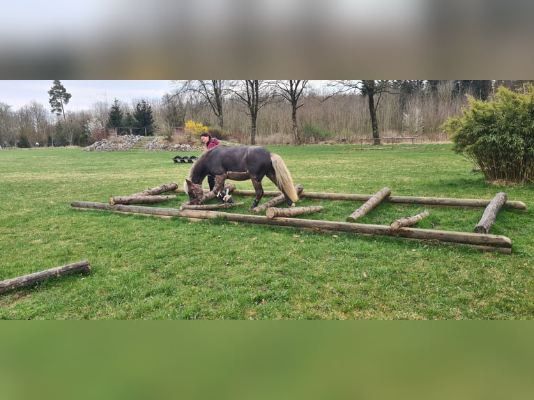 Islandpferd Wallach 5 Jahre 135 cm in Bobingen