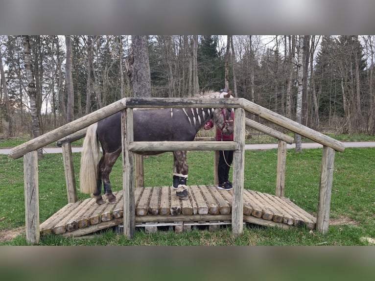 Islandpferd Wallach 5 Jahre 135 cm in Bobingen