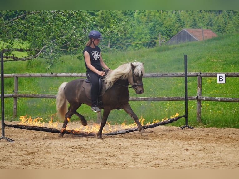 Islandpferd Wallach 5 Jahre 135 cm in Bobingen