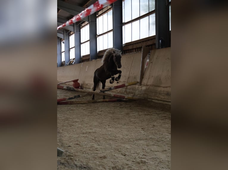 Islandpferd Wallach 5 Jahre 135 cm in Bobingen