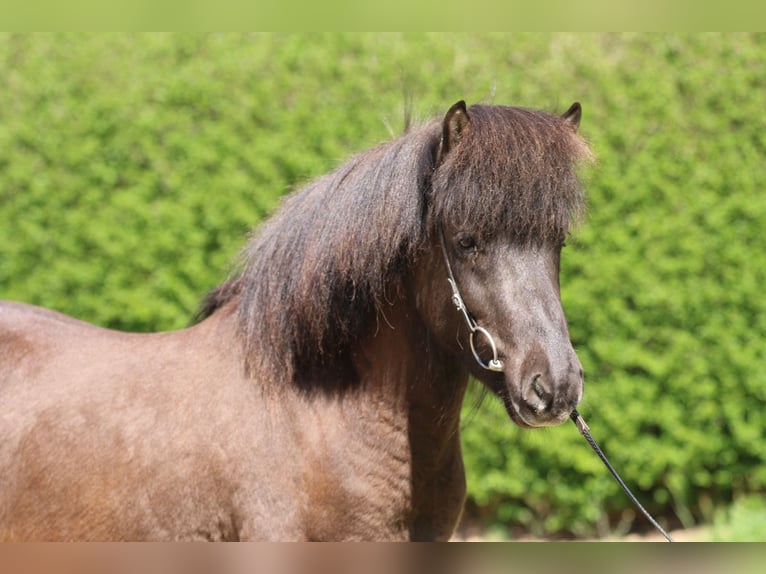 Islandpferd Wallach 5 Jahre 135 cm Rappe in Dohm-Lammersdorf