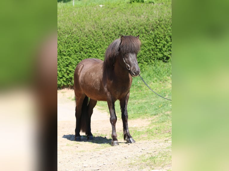 Islandpferd Wallach 5 Jahre 135 cm Rappe in Dohm-Lammersdorf