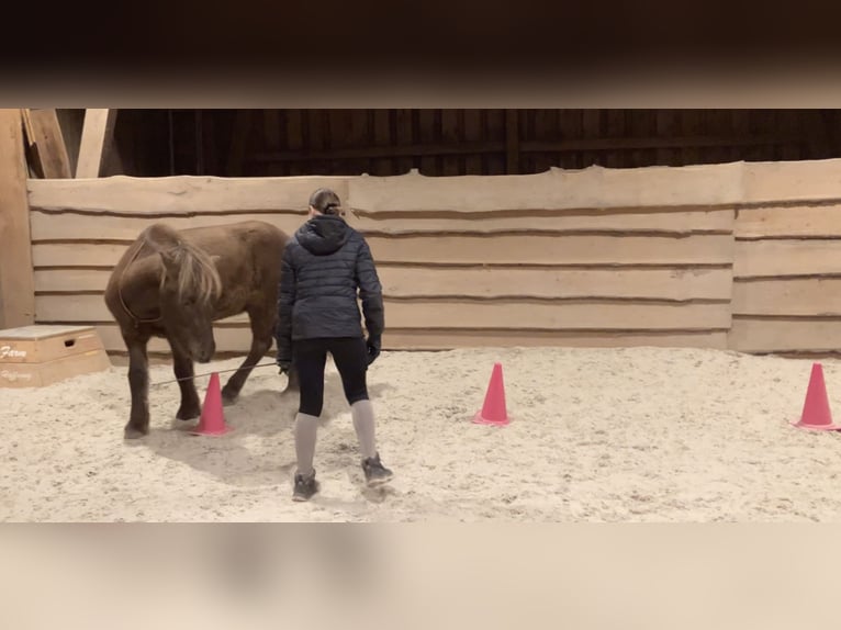 Islandpferd Wallach 5 Jahre 135 cm Rappe in Kleines Wiesental