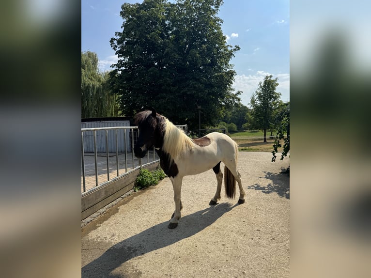 Islandpferd Wallach 5 Jahre 135 cm Schecke in Arnstein
