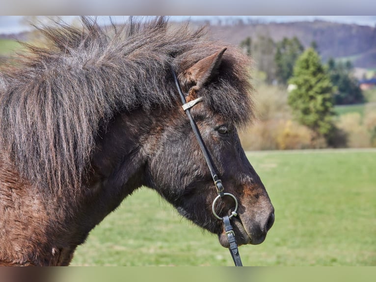 Islandpferd Wallach 5 Jahre 135 cm Schwarzbrauner in Großalmerode