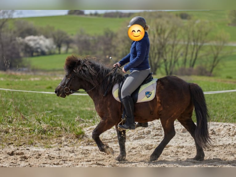 Islandpferd Wallach 5 Jahre 135 cm Schwarzbrauner in Großalmerode