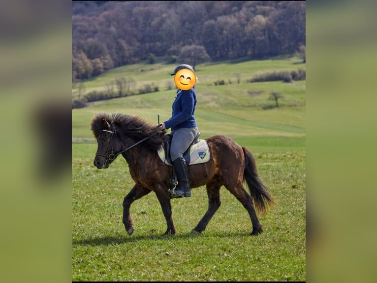 Islandpferd Wallach 5 Jahre 135 cm Schwarzbrauner in Großalmerode