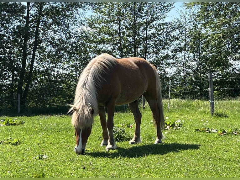 Islandpferd Wallach 5 Jahre 136 cm Fuchs in Beelitz (bei Berlin)