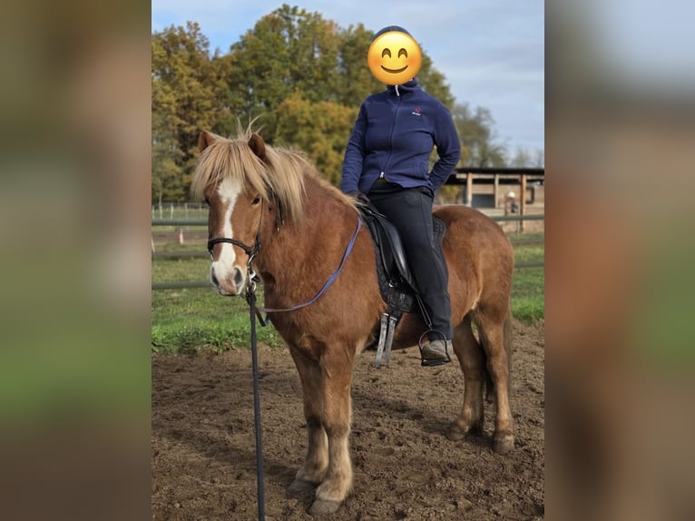 Islandpferd Wallach 5 Jahre 136 cm Fuchs in Beelitz (bei Berlin)