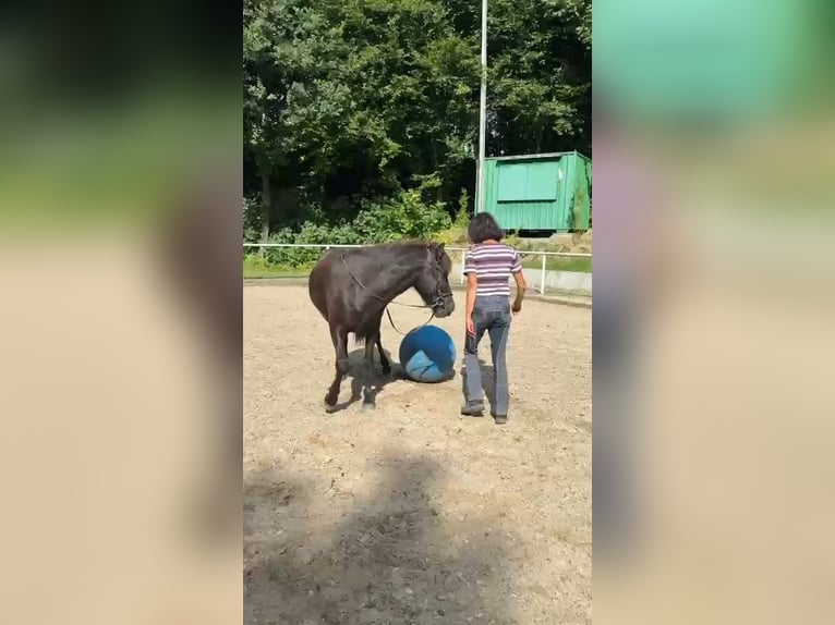 Islandpferd Wallach 5 Jahre 137 cm Rappe in Holzg&#xFC;nz