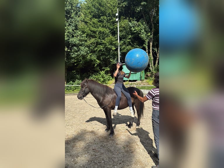 Islandpferd Wallach 5 Jahre 137 cm Rappe in Holzg&#xFC;nz
