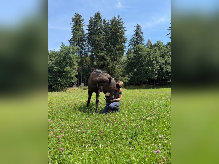 Islandpferd Wallach 5 Jahre 137 cm Rappe in Holzg&#xFC;nz