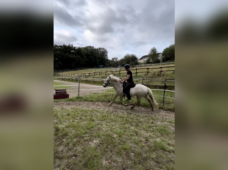 Islandpferd Wallach 5 Jahre 137 cm Schimmel in Velbert