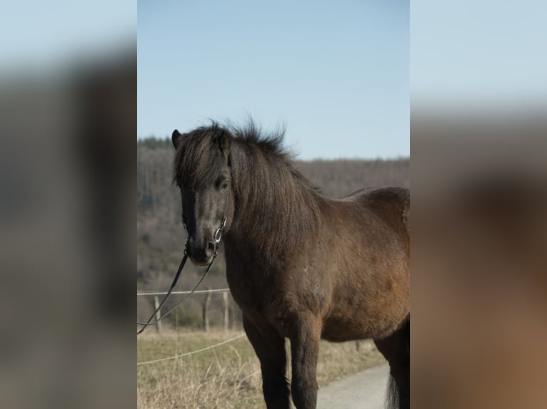 Islandpferd Wallach 5 Jahre 137 cm Schwarzbrauner in Netphen