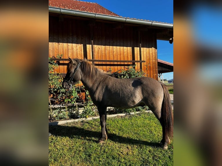 Islandpferd Wallach 5 Jahre 138 cm Falbe in St. Radegund