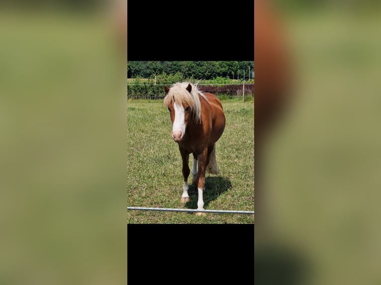 Islandpferd Wallach 5 Jahre 138 cm Fuchs in Geldern