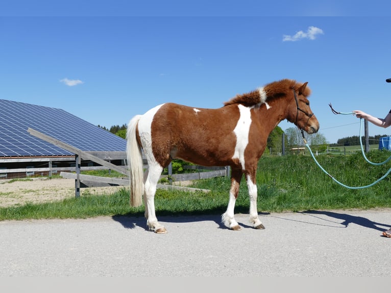 Islandpferd Wallach 5 Jahre 138 cm Schecke in Kempten