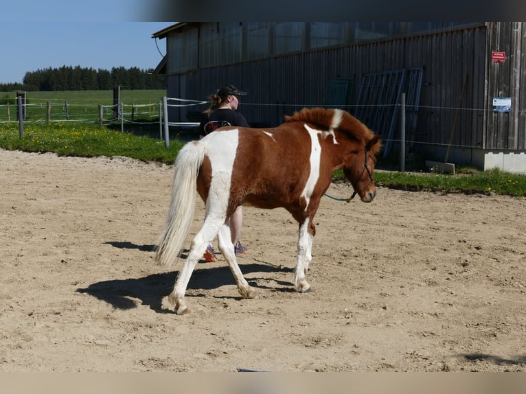 Islandpferd Wallach 5 Jahre 138 cm Schecke in Kempten