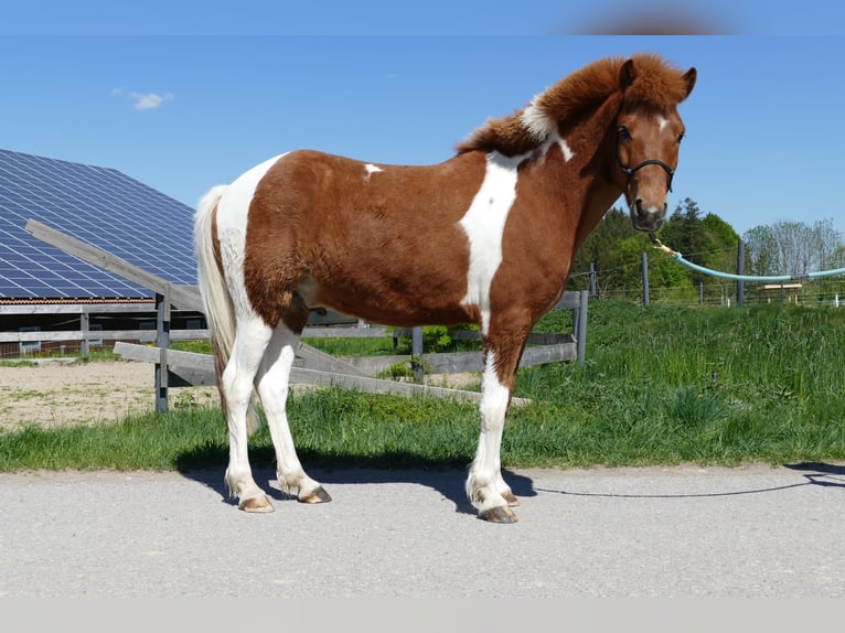 Islandpferd Wallach 5 Jahre 138 cm Schecke in Kempten