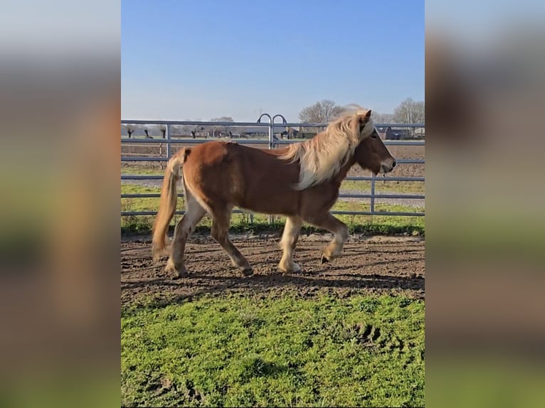Islandpferd Wallach 5 Jahre 139 cm Fuchs in Wanroij