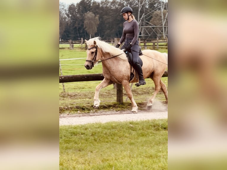 Islandpferd Wallach 5 Jahre 139 cm Palomino in Dorsten