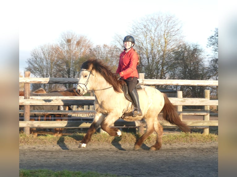 Islandpferd Wallach 5 Jahre 140 cm Buckskin in Euskirchen