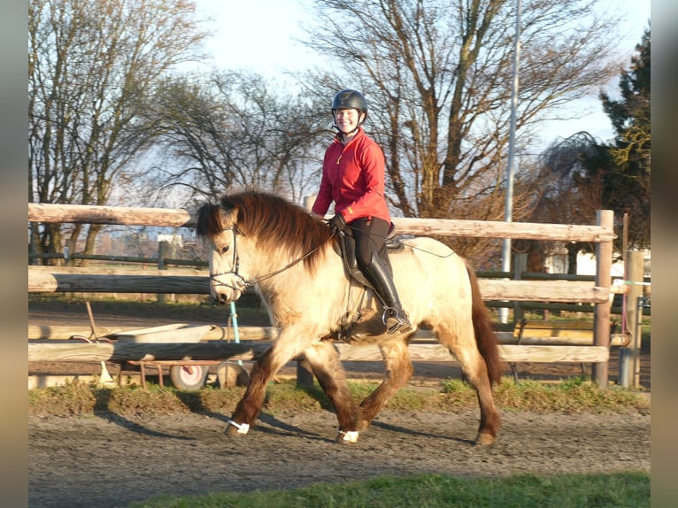Islandpferd Wallach 5 Jahre 140 cm Buckskin in Euskirchen