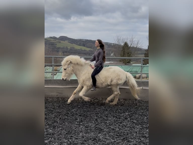 Islandpferd Wallach 5 Jahre 140 cm Falbe in Kaufungen