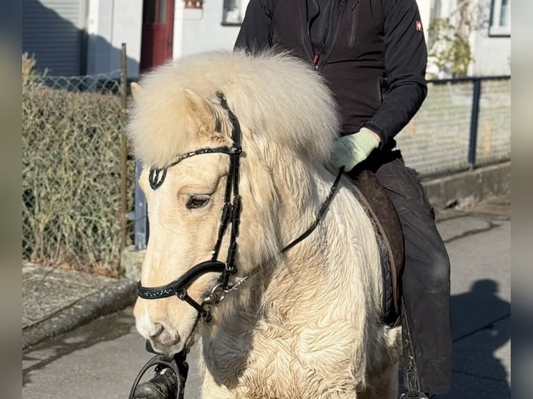 Islandpferd Wallach 5 Jahre 140 cm Falbe in Kaufungen
