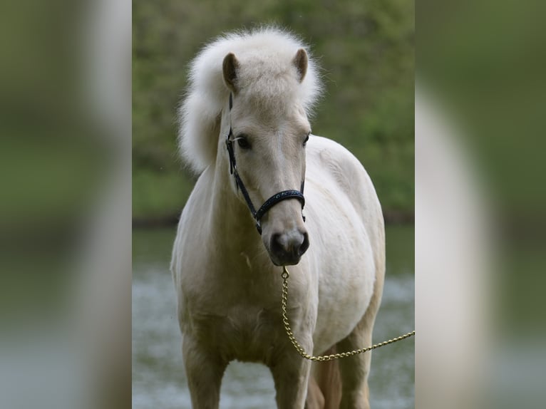 Islandpferd Wallach 5 Jahre 140 cm Falbe in Kaufungen