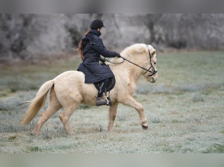 Islandpferd Wallach 5 Jahre 140 cm Falbe in Kaufungen