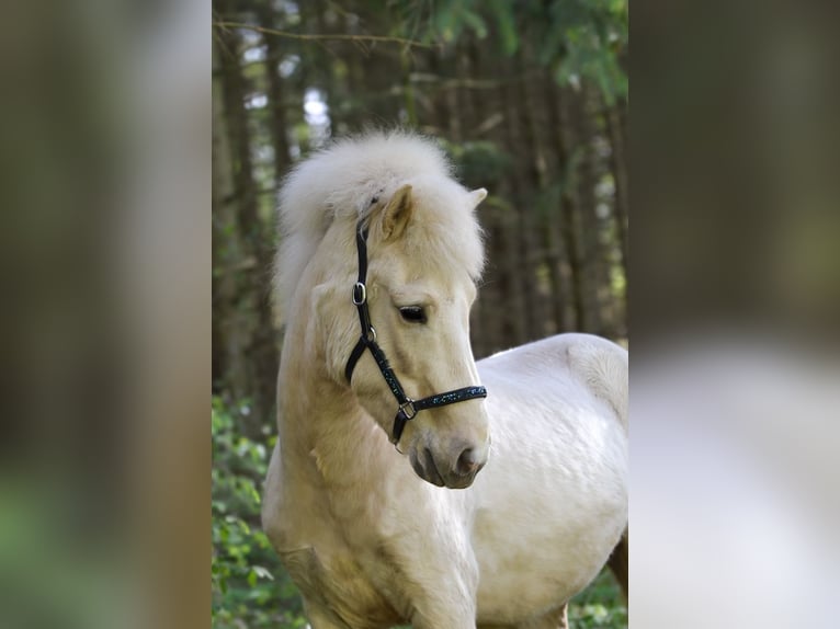 Islandpferd Wallach 5 Jahre 140 cm Falbe in Kaufungen