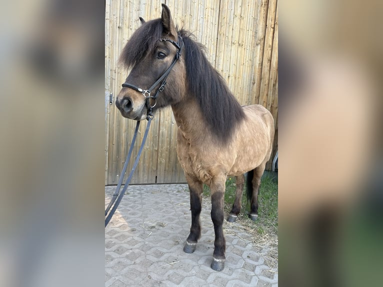 Islandpferd Wallach 5 Jahre 140 cm Falbe in Wedemark