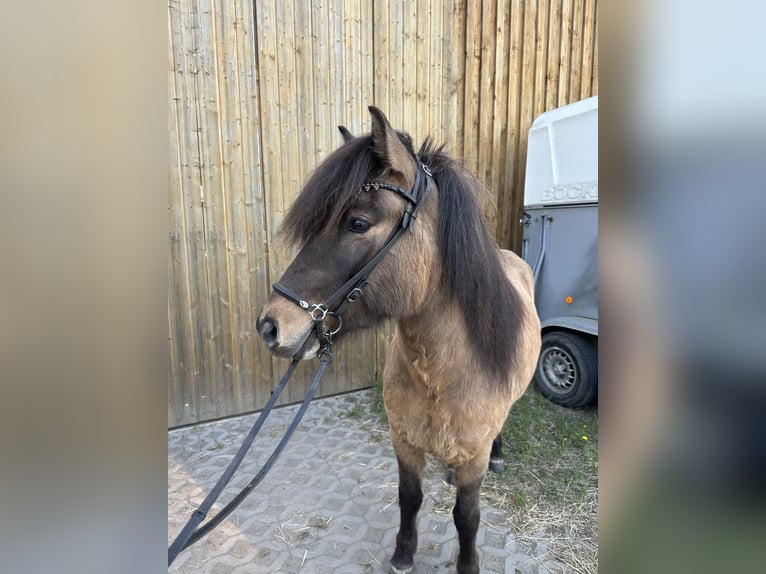 Islandpferd Wallach 5 Jahre 140 cm Falbe in Wedemark