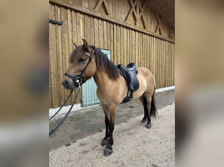 Islandpferd Wallach 5 Jahre 140 cm Falbe in Bernau am Chiemsee