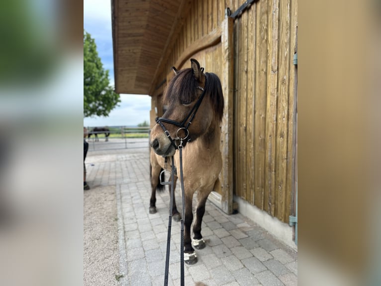 Islandpferd Wallach 5 Jahre 140 cm Falbe in Bernau am Chiemsee