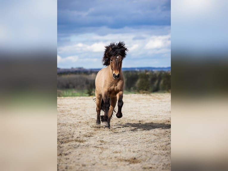 Islandpferd Wallach 5 Jahre 140 cm Falbe in Bernau am Chiemsee