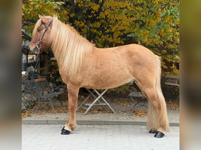 Islandpferd Wallach 5 Jahre 140 cm Falbe in Lochen am See