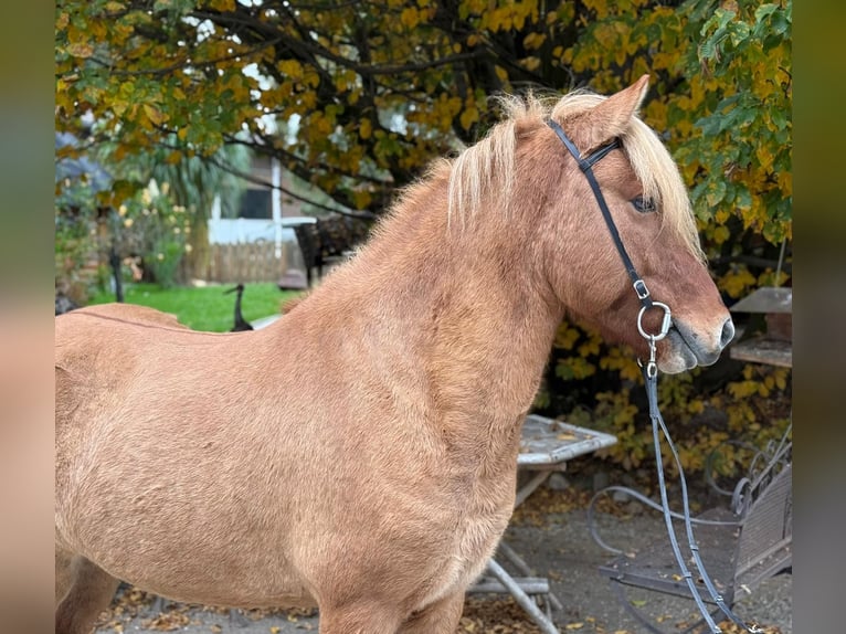 Islandpferd Wallach 5 Jahre 140 cm Falbe in Lochen am See