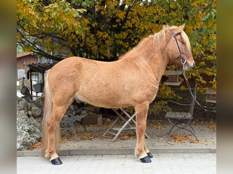 Islandpferd Wallach 5 Jahre 140 cm Falbe in Lochen am See