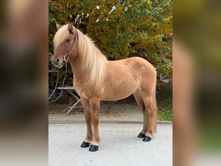 Islandpferd Wallach 5 Jahre 140 cm Falbe in Lochen am See
