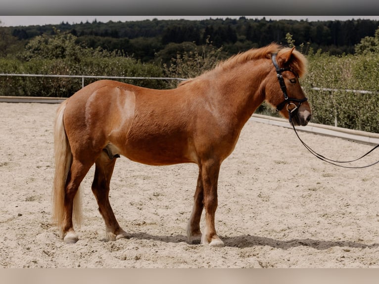 Islandpferd Wallach 5 Jahre 140 cm Fuchs in Ilsfeld