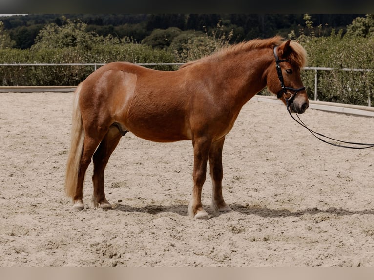 Islandpferd Wallach 5 Jahre 140 cm Fuchs in Ilsfeld